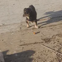 سگ پاکوتاه|سگ|تهران, نعمت‌آباد|دیوار