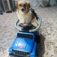 مژدگانی برای پیداشدن(مکس)