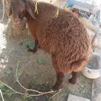 بره نر افشاری