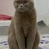 گربه نژاد اسکاتیش گوش افتاده