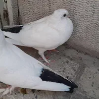 بخارا راعبی سفید دم سیاه زینتی|پرنده|اصفهان, جامی|دیوار