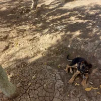 واگذاری توله سگ ژرمن اصل|سگ|کرمانشاه, |دیوار