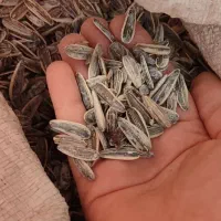 تخمه|خوردنی و آشامیدنی|کرج, شهرک بنفشه|دیوار