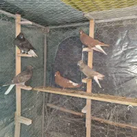 کبوتر رنگی . دمسفید  و  طوقی|پرنده|شاهین‌شهر, شهرک میلاد|دیوار