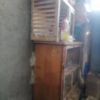 قفس واسه جفتگاه