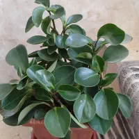 قاشقی وبرگ بیدی