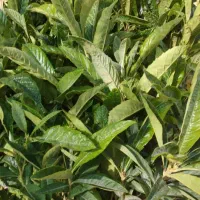 نهال|گل و گیاه طبیعی|ایذه, |دیوار
