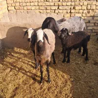 میش بره دار بره ماده شالی