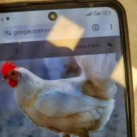 نیروی کاردرمرغداری گوشتی