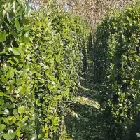 فروش یاس هلندی 2 متری|گل و گیاه طبیعی|رامسر, |دیوار