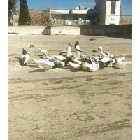 دسته کفتر رنگی بهبهانی وشهری قروقاطی
