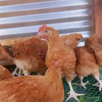 مرغ تخمگذار نژاد قوی تعداد بالا ارسال رایگان
