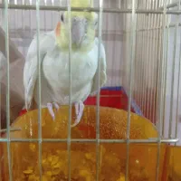 عروس هلندی نر و ماده|پرنده|زاهدان, |دیوار