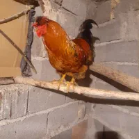 یگ عددخروس واردک