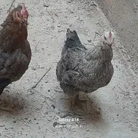فروش خروس ومرغ محلی