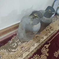 کپسول 2تا|اجاق گاز و لوازم برقی پختوپز|زابل, |دیوار