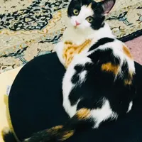 گربه گمشده|گربه|صدرا-فارس, |دیوار
