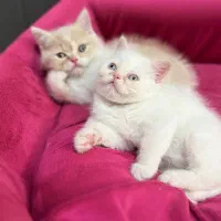 گربه پرشین رد پوینت سفید خاص و استثنایی
