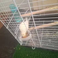 گرین چیک و عروسی هلندی|پرنده|خوی, |دیوار