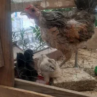 فروش مرغ گلین با جوجه هاش