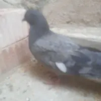 کبوتر ۵ ماهه هم خرید هم معامله با یک مرغ عشق