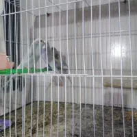 یک جفت مرغ عشق