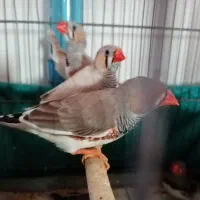 فروش جمله فنچ|پرنده|بندرعباس, |دیوار