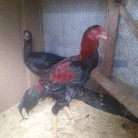 معاوضه وفروش لاری با کبوترنوک قنار