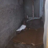 کبوتر سینه‌ای اصل|پرنده|ایواوغلی, |دیوار