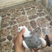 کبوتر طوقی الماسی