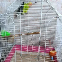 طوطی برزیلی و مرغ عشق|پرنده|رشت, هلال احمر|دیوار