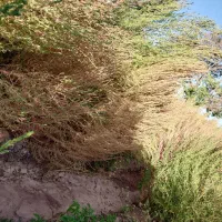 جارو باغی|عمده‌فروشی|خانمیرزا, |دیوار