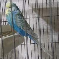 مرغ عشق انگلیسی|پرنده|ری, شهادت|دیوار