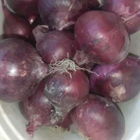 سلام پیاز داریم برای فروش