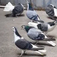 قابل توجه عشقبازان دمگیر و بدرنگ در اصفهان