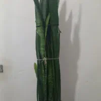 سانسوریا