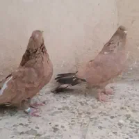 برنجی پرتقالی اصیل فول کیفیت