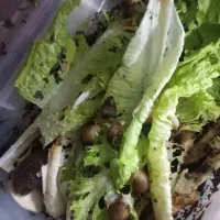 حلزون|خزنده|مراغه, |دیوار