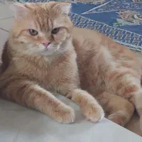 گربه اسکاتیش