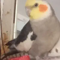 پرنده گم شده مژدگانی ۱تومن