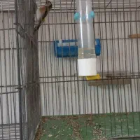 سهره|پرنده|مراغه, |دیوار