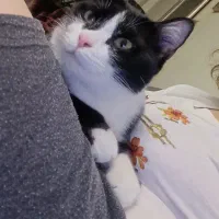 واگذاری گربه دختر عقیم شده تاکسیدو|گربه|شیراز, زرهی|دیوار