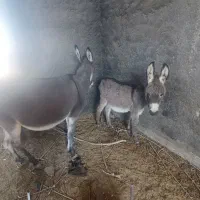 الاغ|حیوانات مزرعه|اصفهان, کشاورزی|دیوار