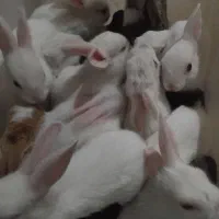 بچه خرگوش سالم باادب حرف گوش|موش و خرگوش|خرمآباد, |دیوار