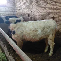 گوساله ماده|حیوانات مزرعه|ایجرود, |دیوار