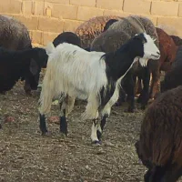 بز گوسفند