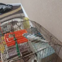 مرغ عشق|پرنده|خرمشهر, |دیوار