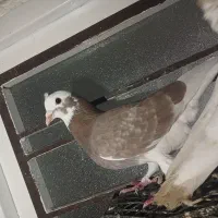 کبوتر|پرنده|فیروزآباد (فارس), |دیوار