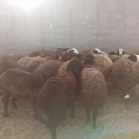 بره نر|حیوانات مزرعه|تربتحیدریه, پائین ولایت|دیوار