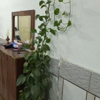 گل طبیعی|گل و گیاه طبیعی|دزفول, |دیوار